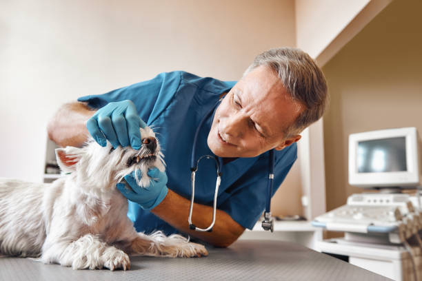 Best Emergency Dental Extractions in Manitou Beach Devils Lake, MI